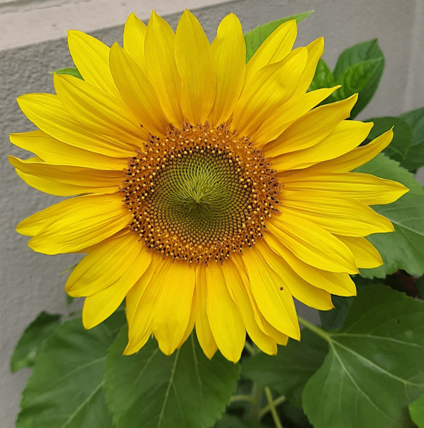 Die Sonnenblume – ein Stück Sonne in unserem Garten Die Sonnenblume – ein Stück Sonne in unserem Garten