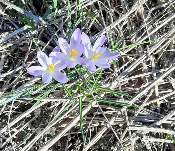 Die drei Geschwister?